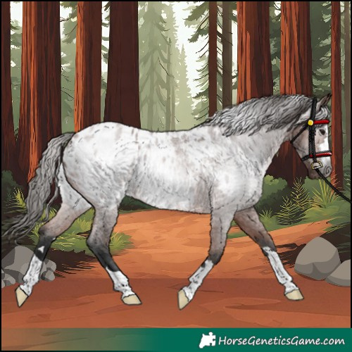 Horse Color:Gray Bay Roan Blanket Rabicano 