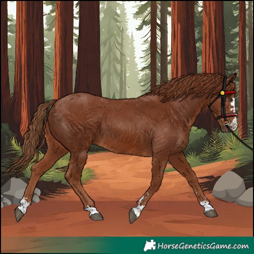 Horse Color:Chestnut 