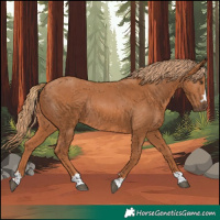 Horse Color:Chestnut Rabicano 