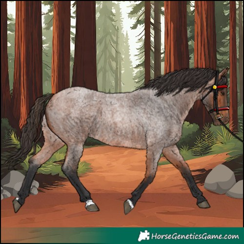 Horse Color:Bay Roan 