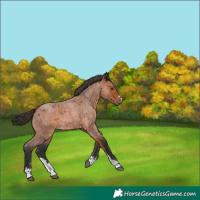 Horse Color:Bay Roan 