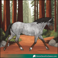Horse Color:Liver Red Roan 