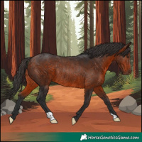 Horse Color:Bay Rabicano 