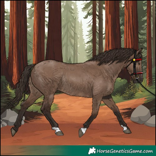 Horse Color:Liver Red Dun Rabicano 