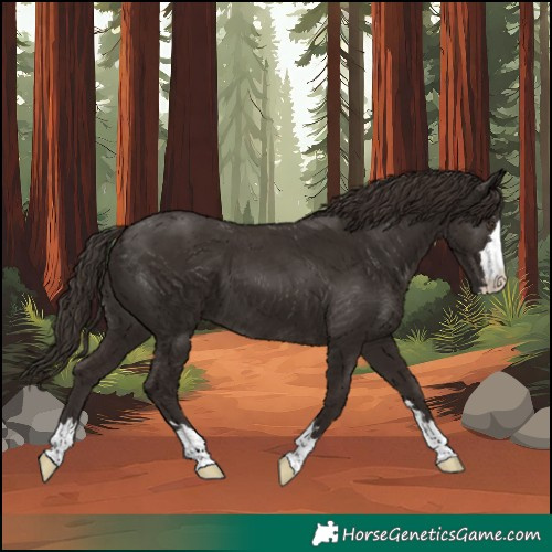 Horse Color:Liver Chestnut 