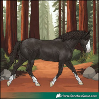 Horse Color:Liver Chestnut 