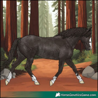 Horse Color:Liver Chestnut Rabicano 