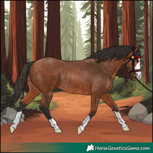 Horse Color:Bay Rabicano 
