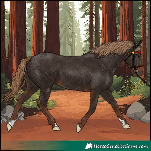 Horse Color:Liver Chestnut 