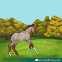 Horse Color:Red Roan 