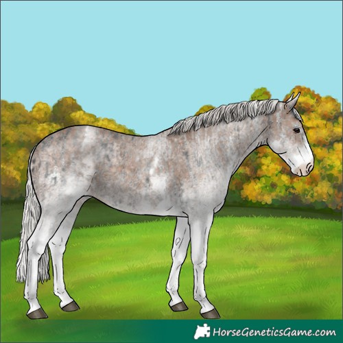 Horse Color:White Spotted Black and White Spotted Silver Black