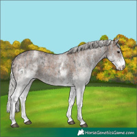 Horse Color:White Spotted Black and White Spotted Silver Black