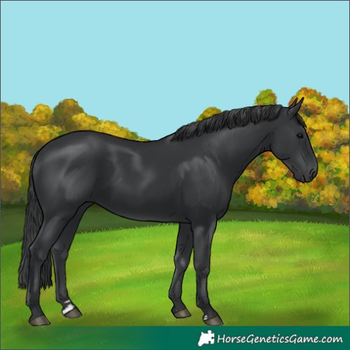 Horse Color:Black 