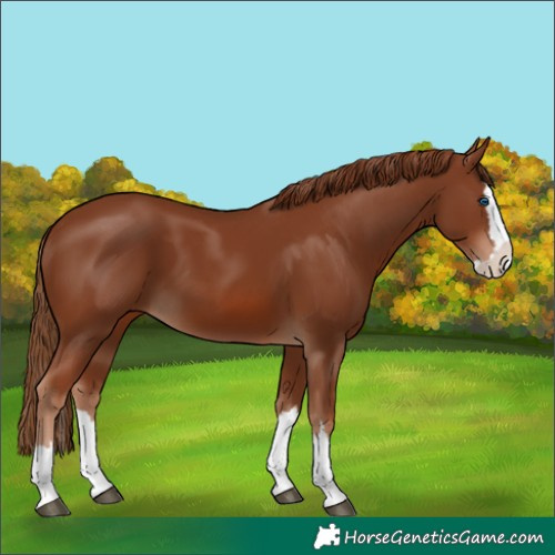 Horse Color:Chestnut Splash 