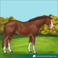 Horse Color:Chestnut Splash 