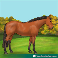 Horse Color:Bay 