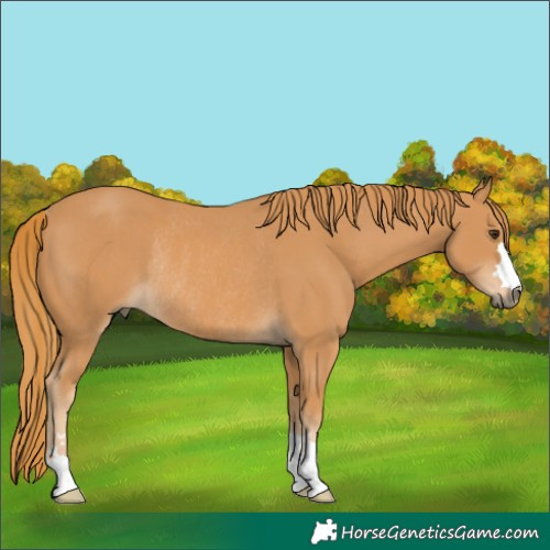 Horse Color:Chestnut Rabicano