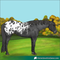Horse Color:Black Appaloosa 