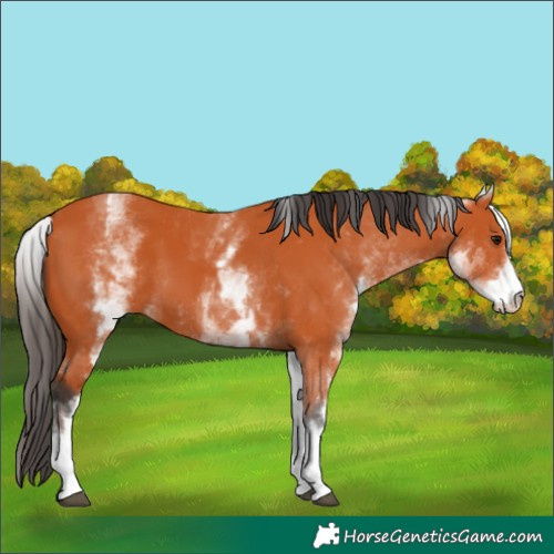 Horse Color:White Spotted Bay