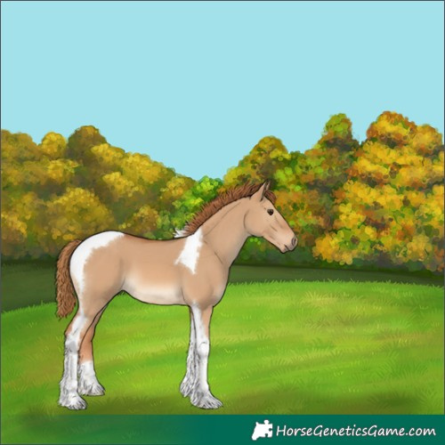 Horse Color:Red Dun Tobiano 