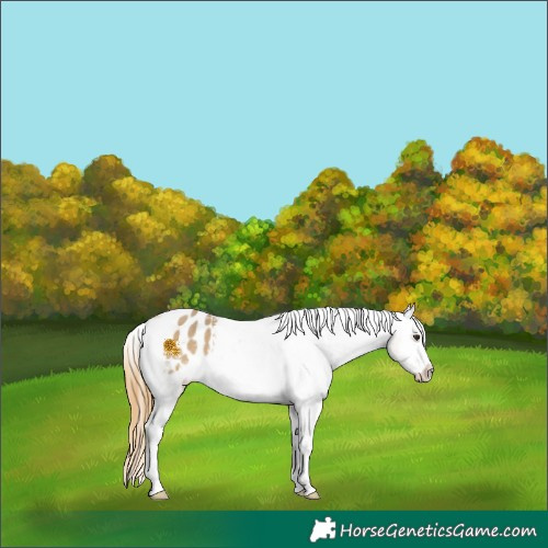 Horse Color:Buckskin Dun Blanket Rabicano 