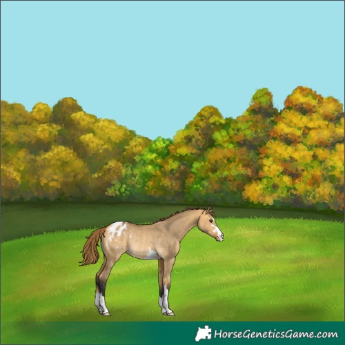 Horse Color:Buckskin Dun Appaloosa Rabicano
