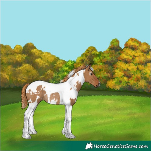 Horse Color:Gray White Spotted Red Dun Tobiano Rabicano 