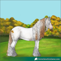 Horse Color:Gray White Spotted Red Dun Tobiano Rabicano