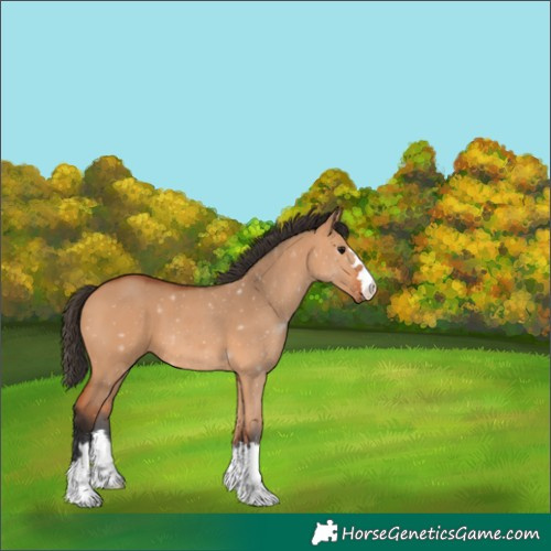 Horse Color:Bay Dun 