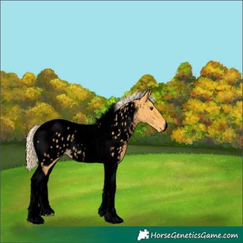 Horse Color:Void Palomino Dun Tobiano Appaloosa Rabicano 