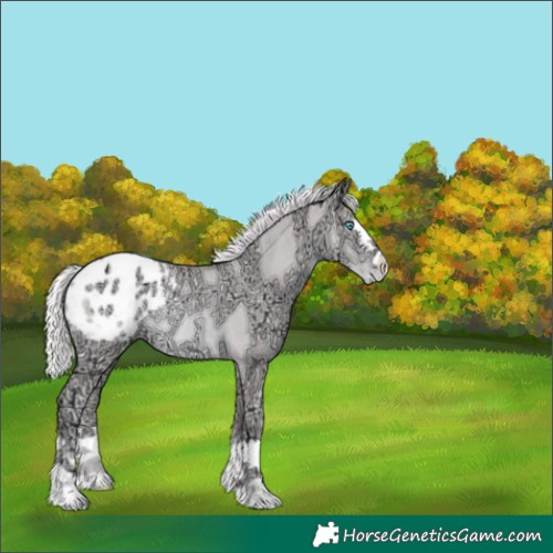 Horse Color:Platinum Plaid  Gold Cream Champagne Ice Pearl Appaloosa Rabicano 