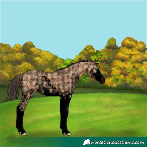 Horse Color:Void Plaid  Bay Dun Sabino Splash Rabicano 