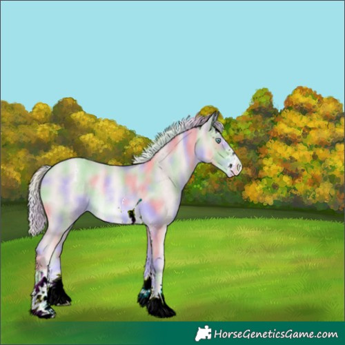 Horse Color:Platinum Nacre Gold Cream Champagne Appaloosa Rabicano