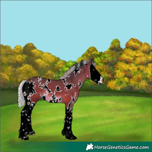 Horse Color:White Spotted Silver Brown Splash 