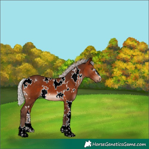 Horse Color:White Spotted Silver Brown 