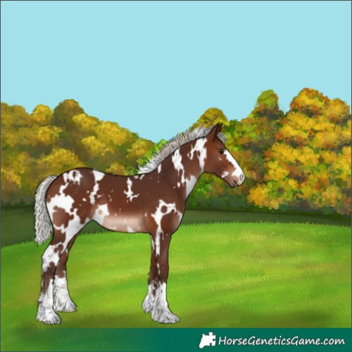 Horse Color:White Spotted Silver Brown 