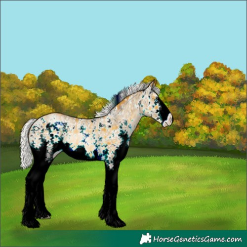 Horse Color:Plaid  Chocolate Silver Buckskin Pearl Sabino Splash 