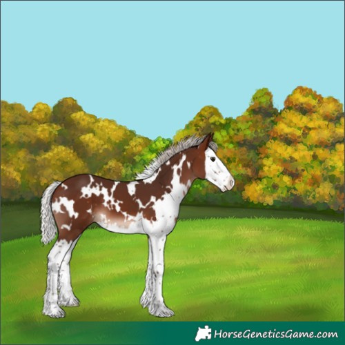 Horse Color:White Spotted Silver Bay Splash 