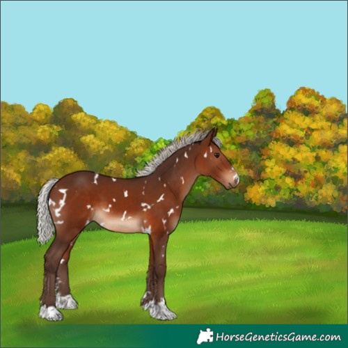Horse Color:White Spotted Silver Brown