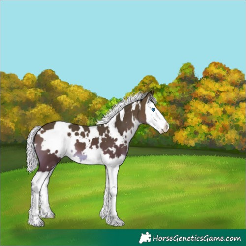 Horse Color:White Spotted Silver Bay Splash 