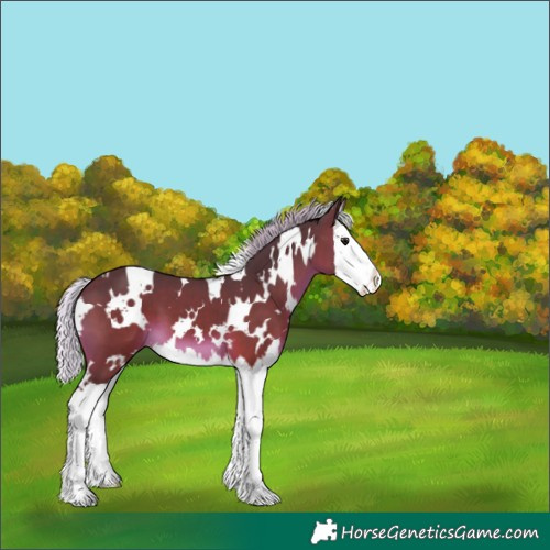 Horse Color:White Spotted Silver Brown Splash 