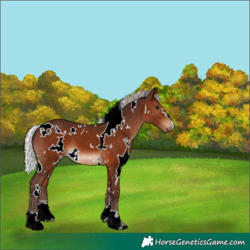 Horse Color:White Spotted Silver Brown 