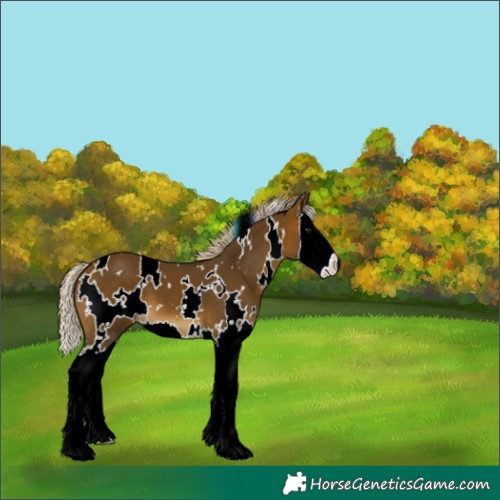 Horse Color:White Spotted Silver Brown Splash 