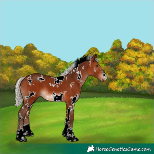 Horse Color:White Spotted Silver Brown 