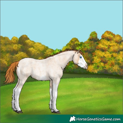 Horse Color:Red Dun Roan Splash Frame Rabicano 