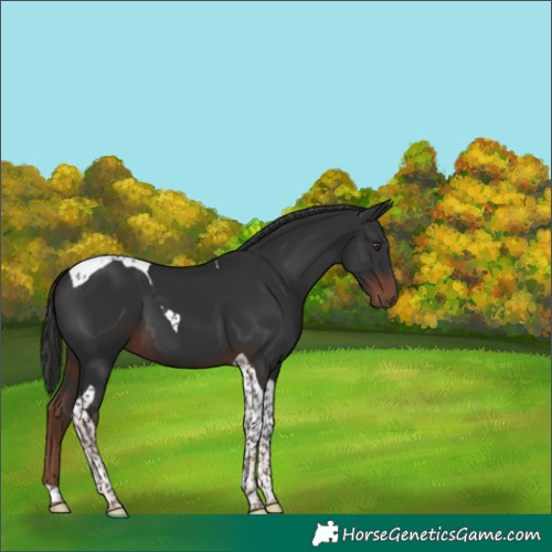 Horse Color:Liver Chestnut Tobiano 