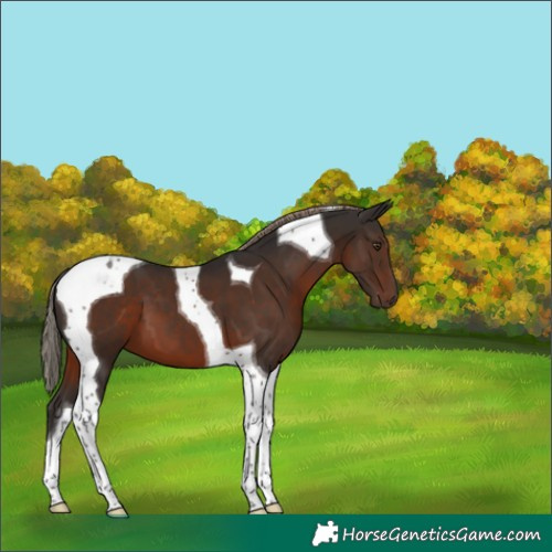 Horse Color:Liver Chestnut Tobiano 
