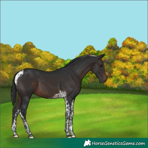 Horse Color:Brown Tobiano 