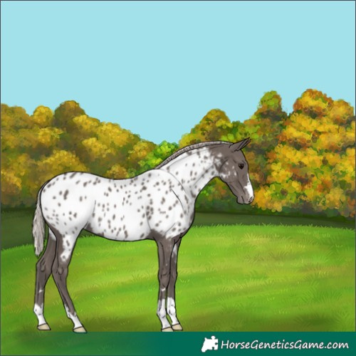 Horse Color:Silver Black Appaloosa 