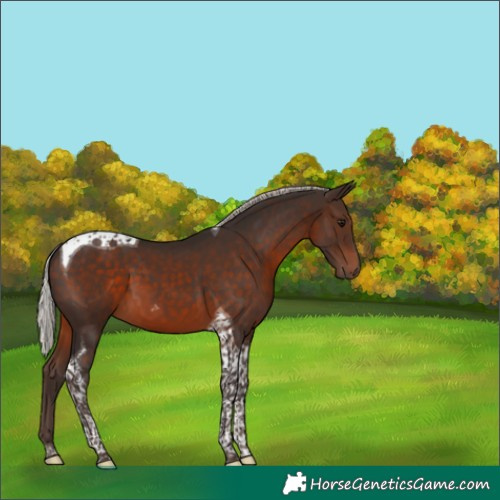 Horse Color:Silver Brown Tobiano 